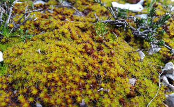 bosque_senderismo_sierra_guara_proyectoakua.jpg